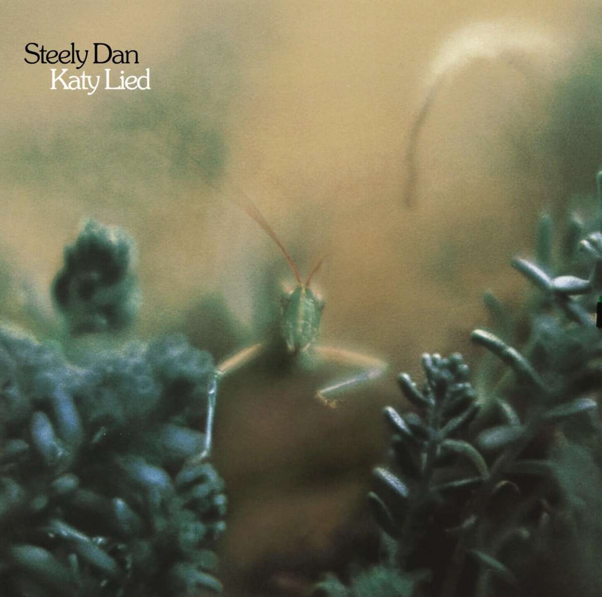 Katy Lied by Steely Dan