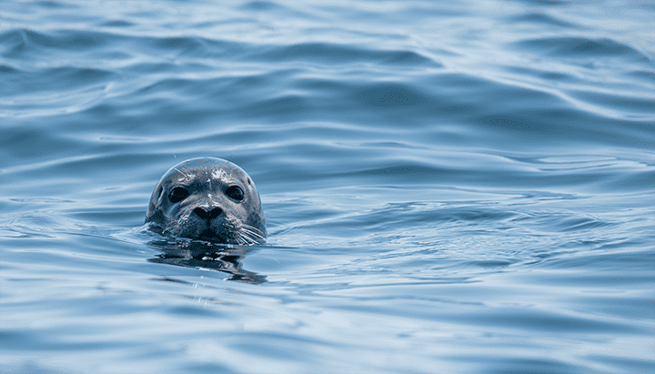 Running Podman on macOS