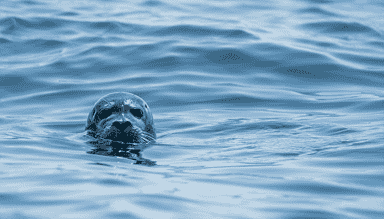 Running Podman on macOS