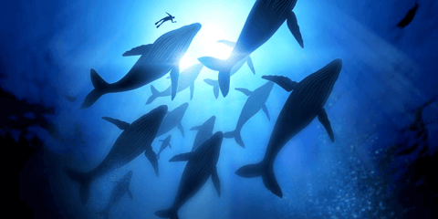 Monitoring Docker Released